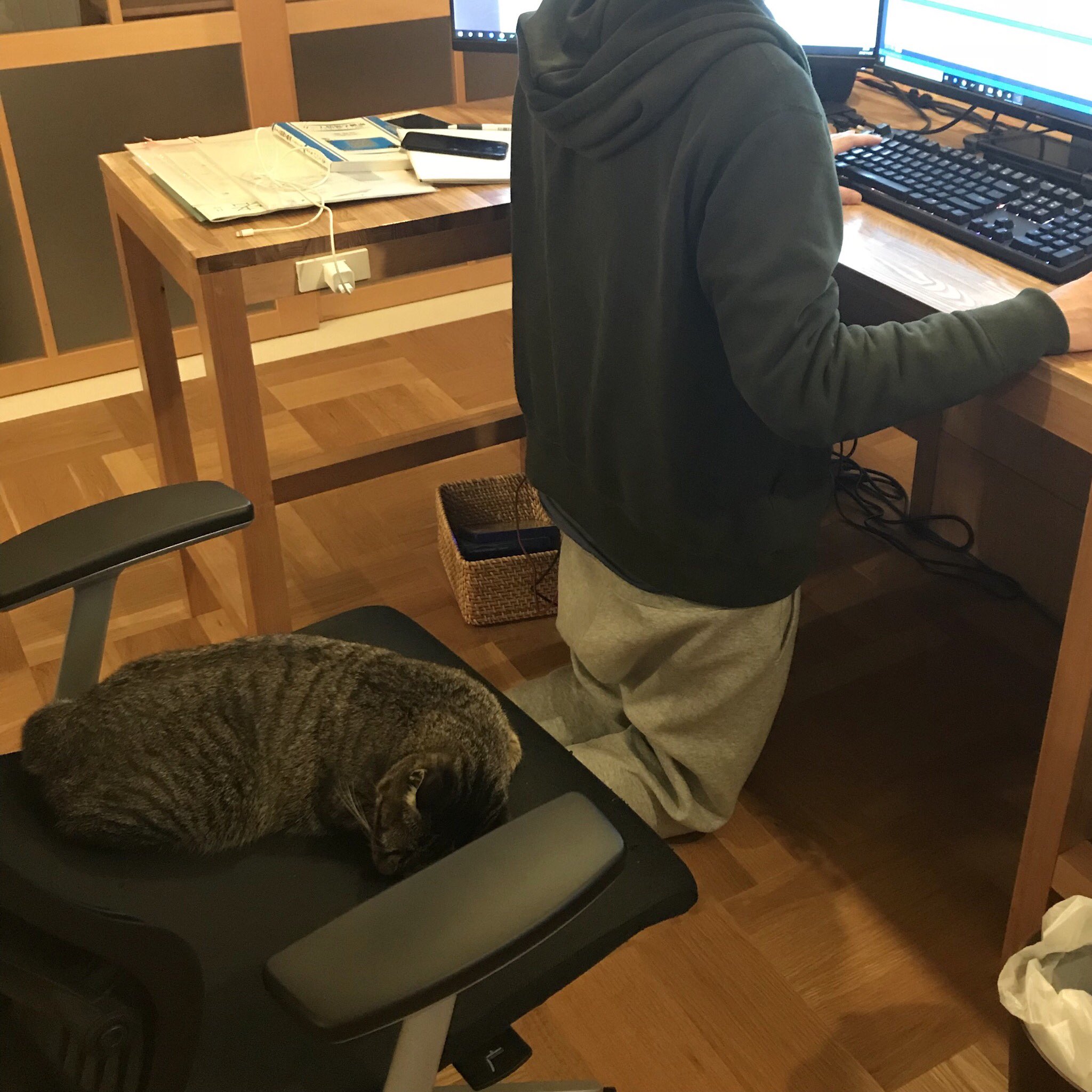 ネコの居る職場っていいよね 理想と違うけどw 話題の画像プラス