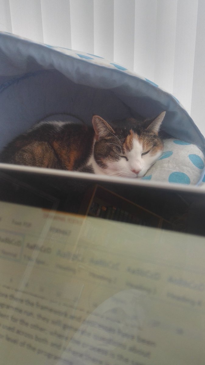 TrainerLindseyB's tweet photo. Every office needs it own cat! https://t.co/PnsN03Y9LA