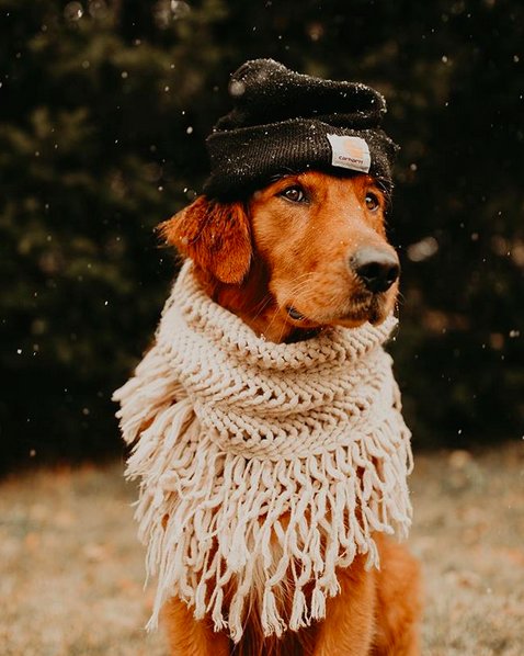 Vestitee's tweet image. When even your dog decides winter has arrived

#13Novembre #dogs #dogsoftwitter #dogsofinstagram #dogslover #fashiondog #véstite