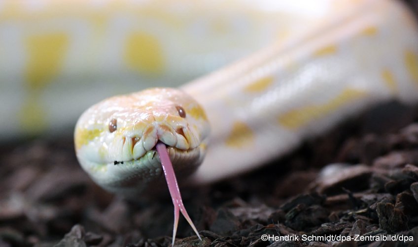 dpa_unternehmen's tweet image. KI-Projekt &quot;Viper&quot;: Textanalysen und automatische Stichwortvergabe mit Künstlicher Intelligenz. news aktuell-Kollege @BirgerJohannsen im #Innovationsblog von @dpa über das erste #KI-Projekt bei @newsaktuell - von den Entwicklern liebevoll &quot;Viper&quot; genannt innovation.dpa.com/2018/11/13/vip…