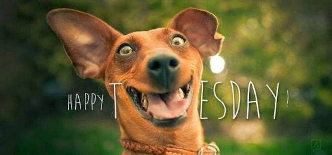 Happy Tuesday too you all 😁 now you are over Monday why don't you make Tuesday better by getting your haircut #barbers #TuesdayMotivation #tuesday #haircut #menshair #enterpriseshoppingcentre #Eastbourne #eastsussex