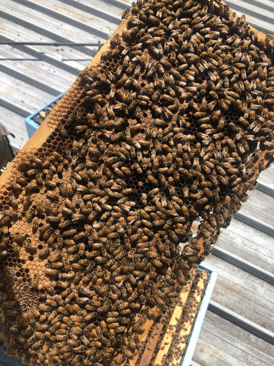 Ash Davis tweet media