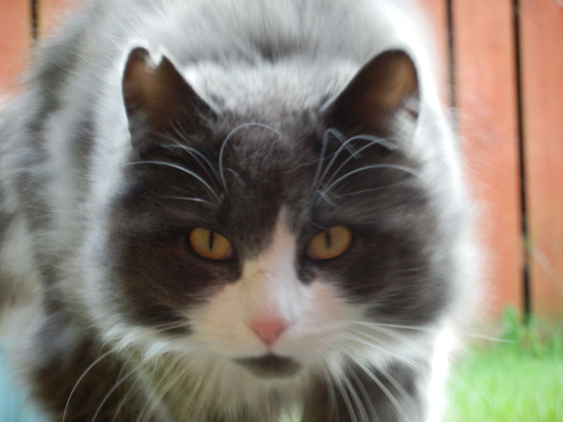 Animalz17's tweet photo. Animal Lovers: Norwegian Forest cat https://t.co/IQ6AcanJKB #pets #dogs #birds #horses https://t.co/WbD2zP9gPe