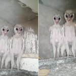 天井裏にいたのはエイリアンではなくフクロウ!こんなの天井裏にいたら恐怖w