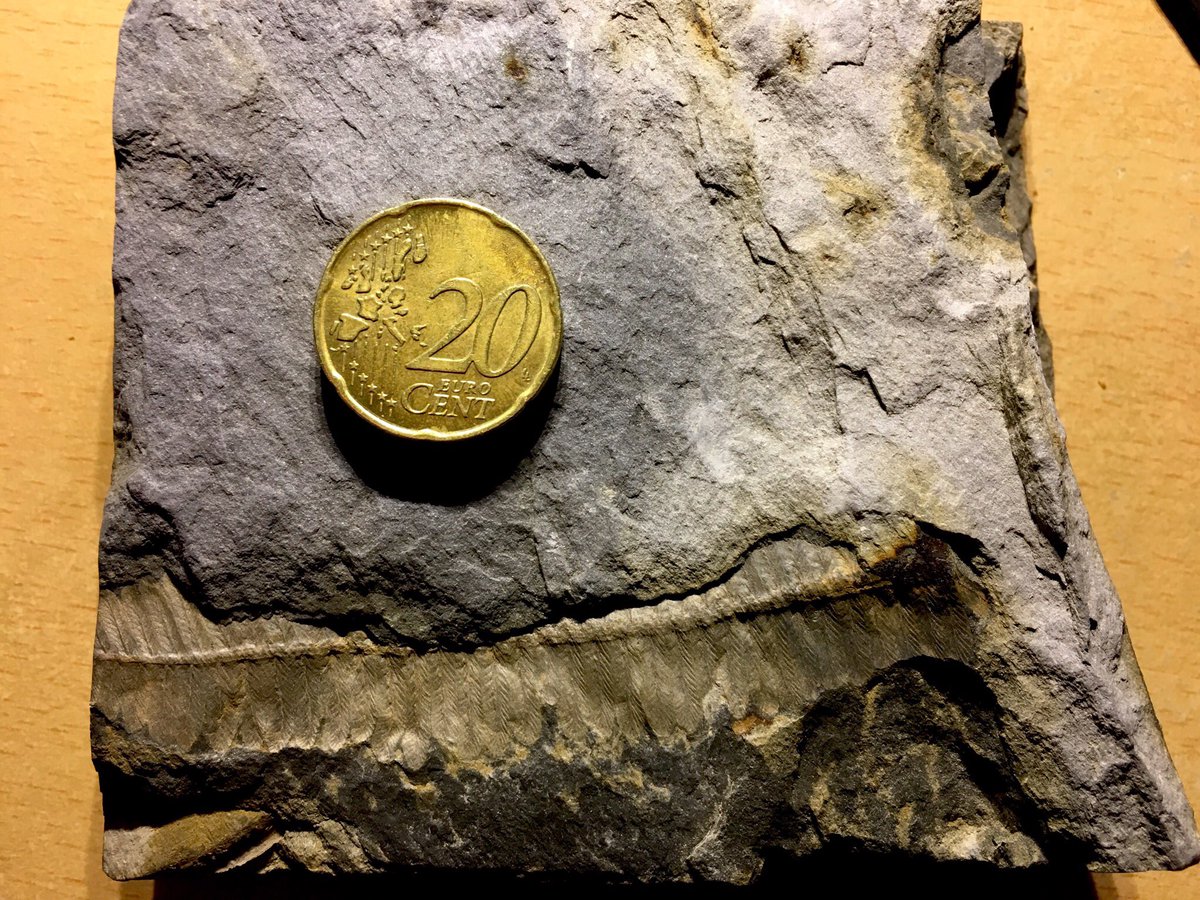 MoisesSH's tweet photo. As part of the amazing presents the wonderful people from #rilliglab gave me after my #phddefense I got this beautiful #fossil from the #carboniferous featuring some nice #ferns and #horsetail relatives. I’m in love with it! https://t.co/1r9qhT5JIJ
