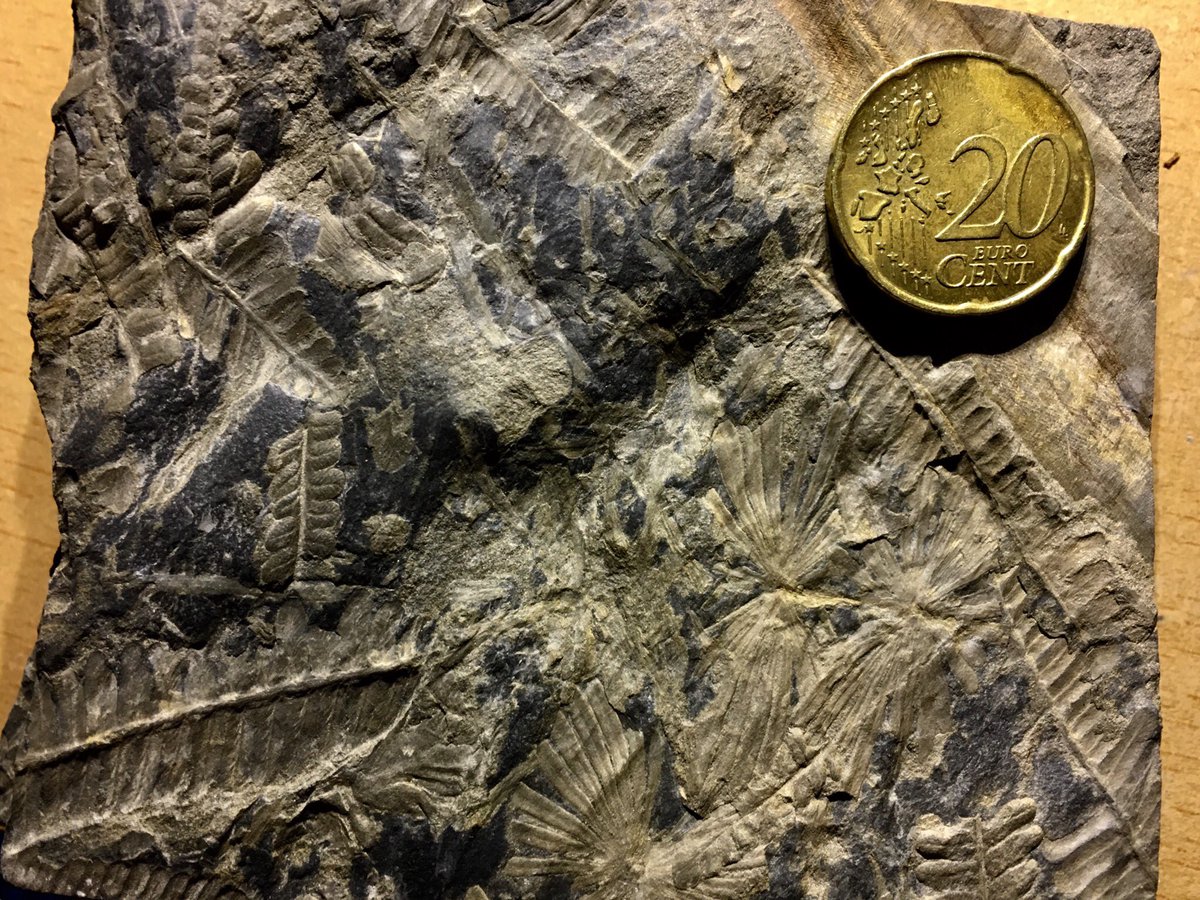 MoisesSH's tweet photo. As part of the amazing presents the wonderful people from #rilliglab gave me after my #phddefense I got this beautiful #fossil from the #carboniferous featuring some nice #ferns and #horsetail relatives. I’m in love with it! https://t.co/1r9qhT5JIJ