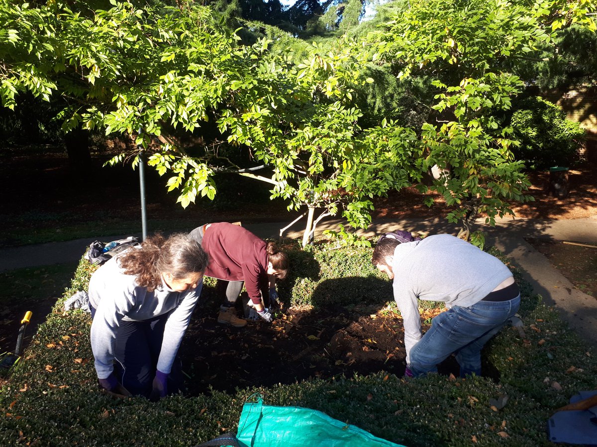 Huge thank you to Capel Manor Level 2 Professional Gardener Students for planting 3000 white flowering tulips and daffodils in the Italian Garden. Look out for them around March or April next year!
@capelmanor @EalingCouncil @LBofHounslow @HLFLondon #gardening #Autumn