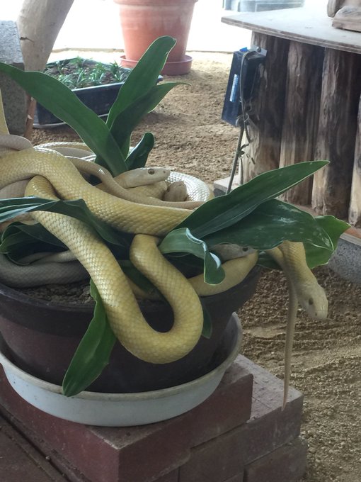 白蛇のtwitterイラスト検索結果 古い順