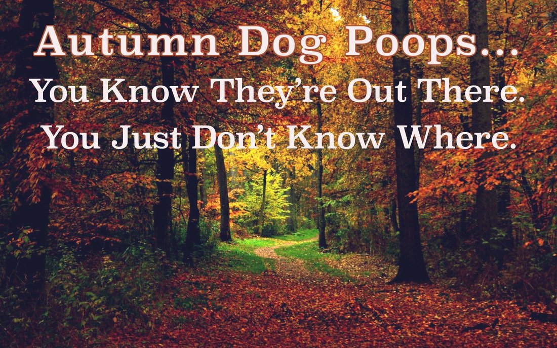 fidgetsfidos's tweet photo. Afternoon! Hope everyone is enjoying the autumnal sunshine! Do pop in to the salon on the way back from walkies for your treats &amp; gifts we have in stock! #DogGrooming #Wrexham #NorthEastWales #Dogs https://t.co/3b6vPsrOZD
