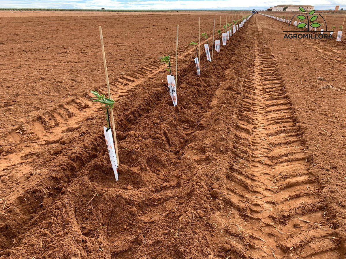 rootpac tweet picture