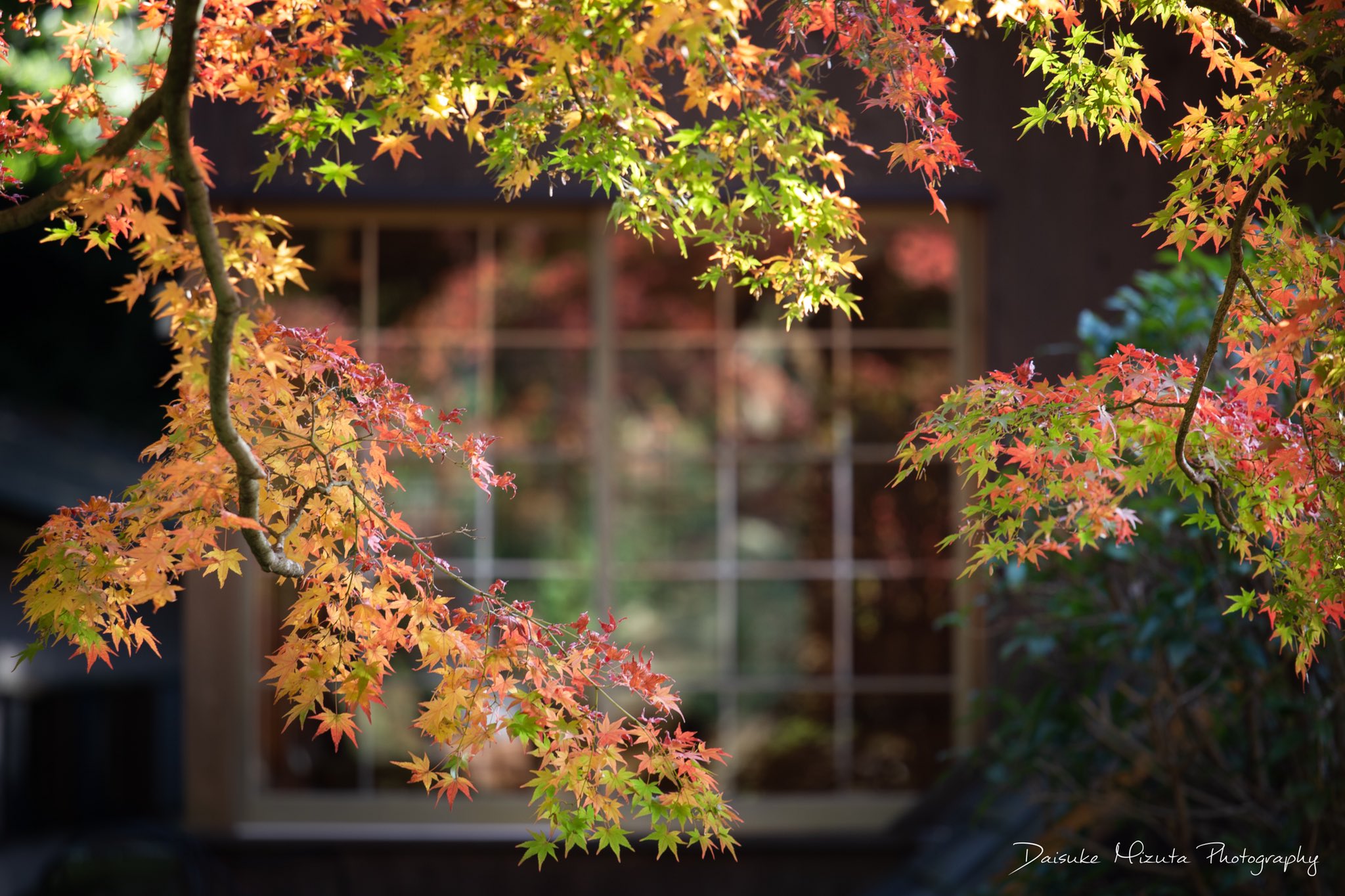 Daisuke 大興善寺の紅葉 始まりかけの紅葉の大興善寺 美しい場所を少しだけご紹介致します まだまだこれから移り変わりながら順番に見頃を迎えていきそうです 大興善寺 T Co 0bgqkpizxb Twitter