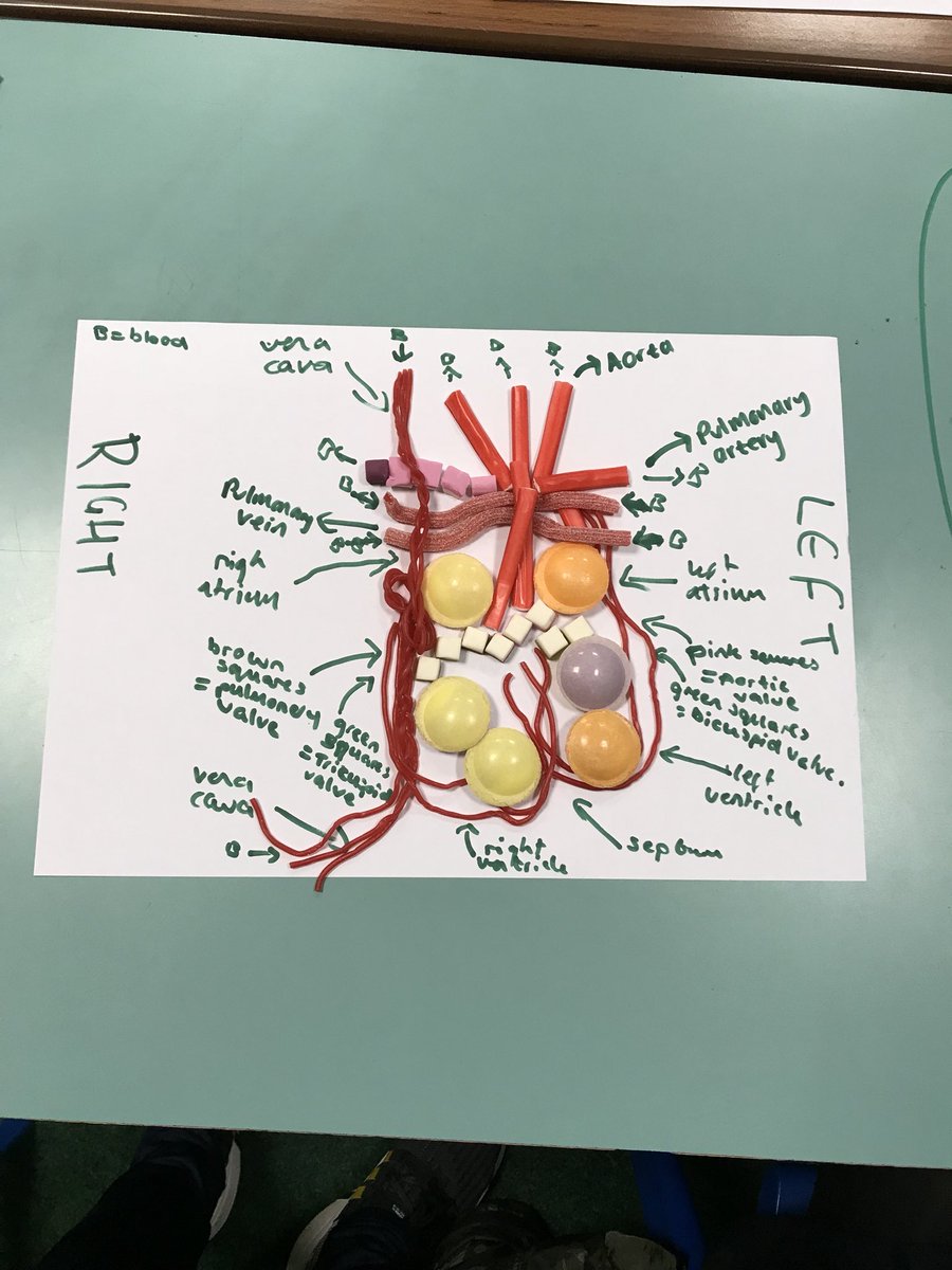laywoodpe's tweet image. Amazing work from my Year 11 GCSE class... Learning the structure and anatomy of the heart using sweets.. PE staff voted on their favourite.. Well done team Team 1!!👌🏼🍬🍭 #cardiovascularsystem #engagement #sweets4mysweets