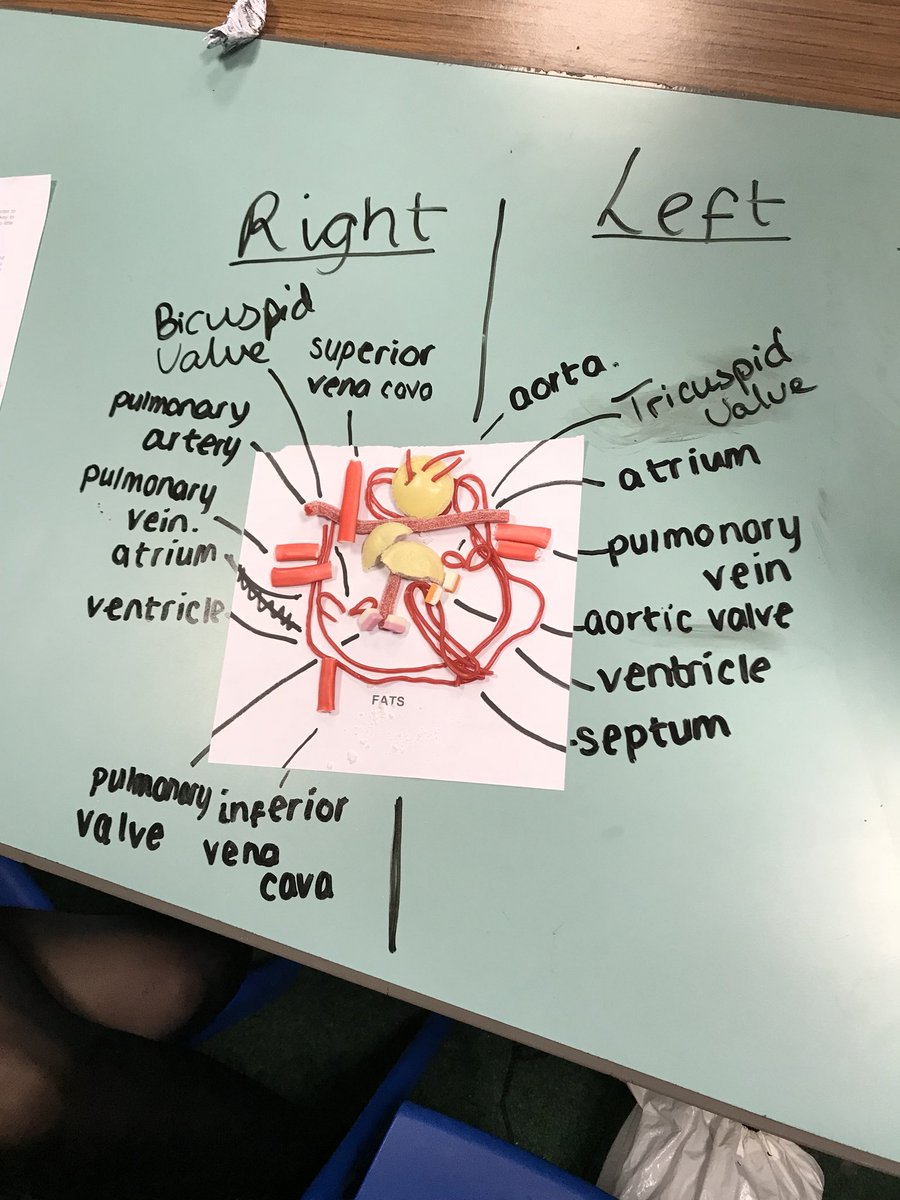 laywoodpe's tweet image. Amazing work from my Year 11 GCSE class... Learning the structure and anatomy of the heart using sweets.. PE staff voted on their favourite.. Well done team Team 1!!👌🏼🍬🍭 #cardiovascularsystem #engagement #sweets4mysweets