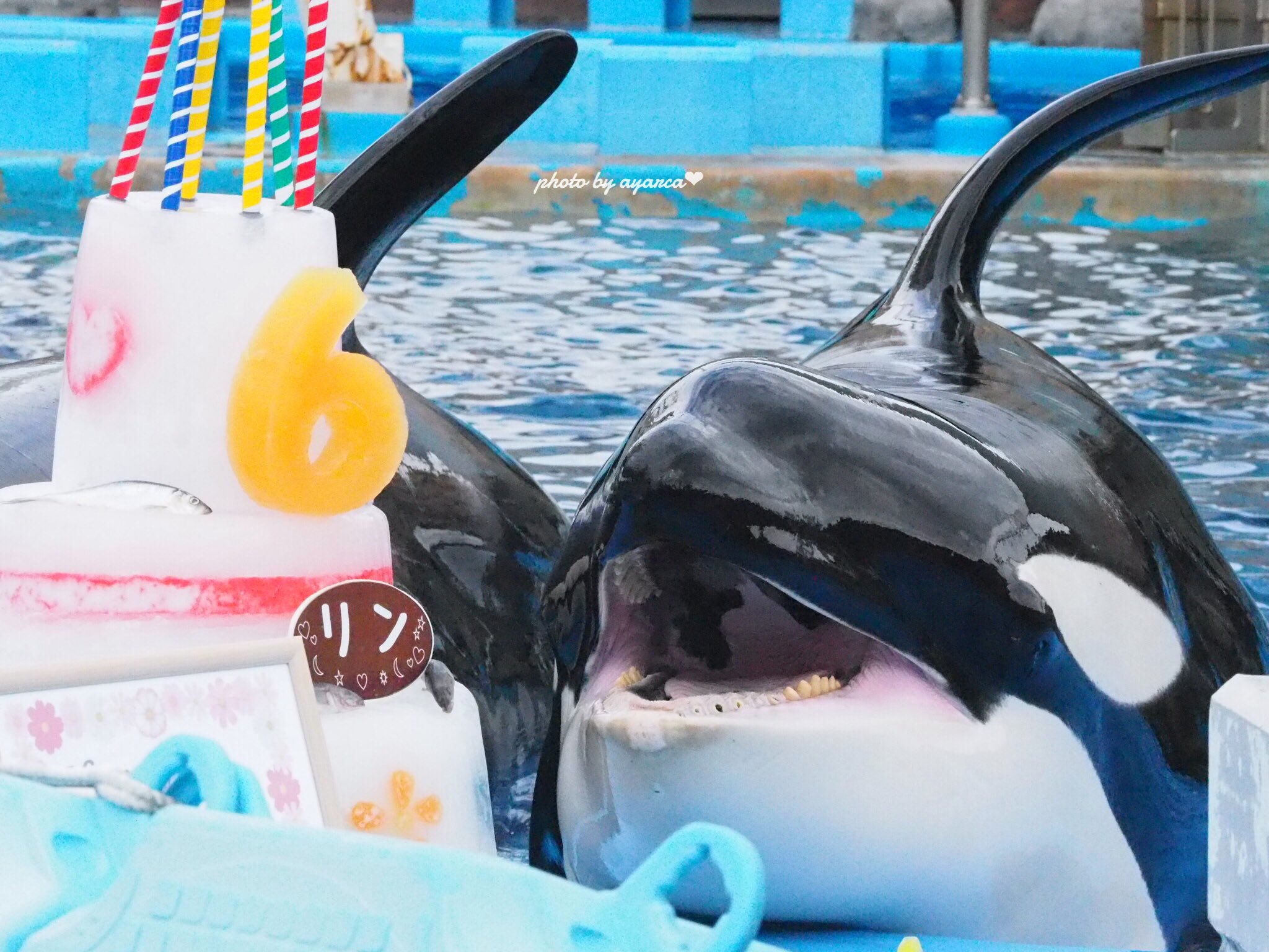 【レア】名古屋港水族館　シャチ　リン　ステラ　ポスター レア】名古屋港水族館 20周年記念 ポスター シャチ リン ステラ