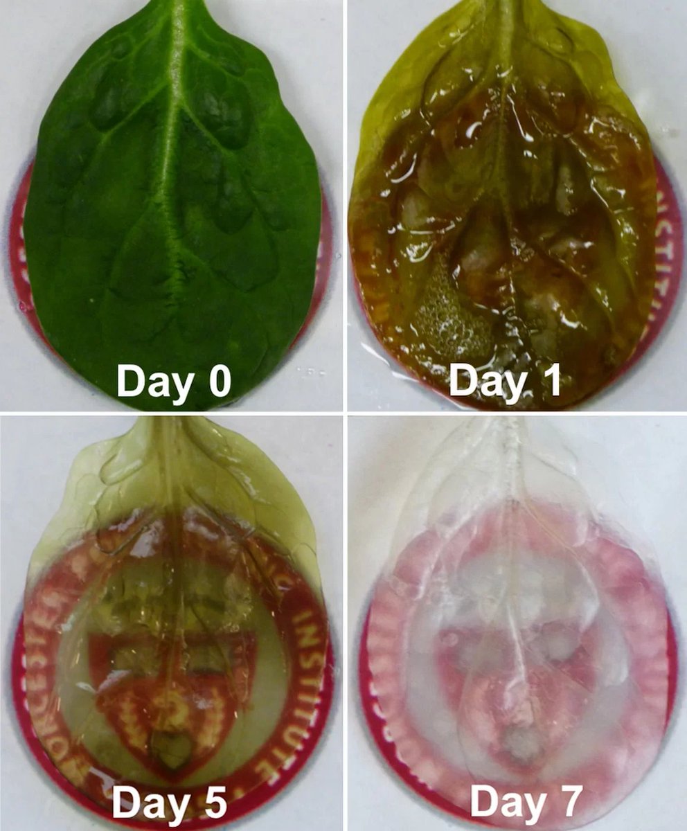Human heart tissue - cardiac muscle - can now be grown in spinach leaves. This may be a breakthrough moment, so watch the video and judge for yourself:  livescience.com/58445-spinach-…