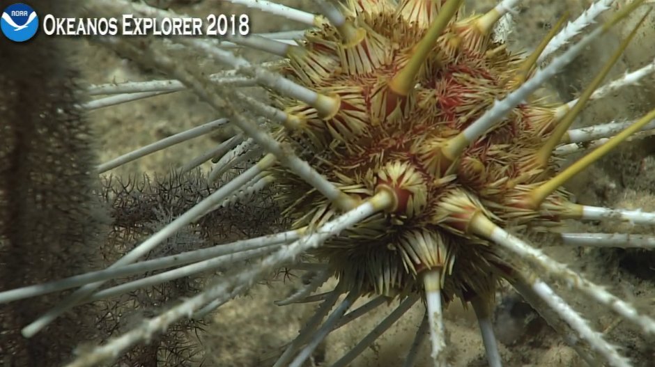 innerspacectr's tweet image. Caught spikey-handed? &quot;When your oral surface is caught in the cookie jar...&quot; Cidaroid urchin predation (&quot;constant nibbling&quot;) on a black coral: an unusual behavior (?)  #Okeanos, ~400m, Isla de Mona escarpment, Puerto Rico