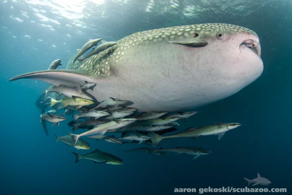 Какие отношения между китом и тунцом. Кит. Кит животное. Кит фото. Самая большая акула.