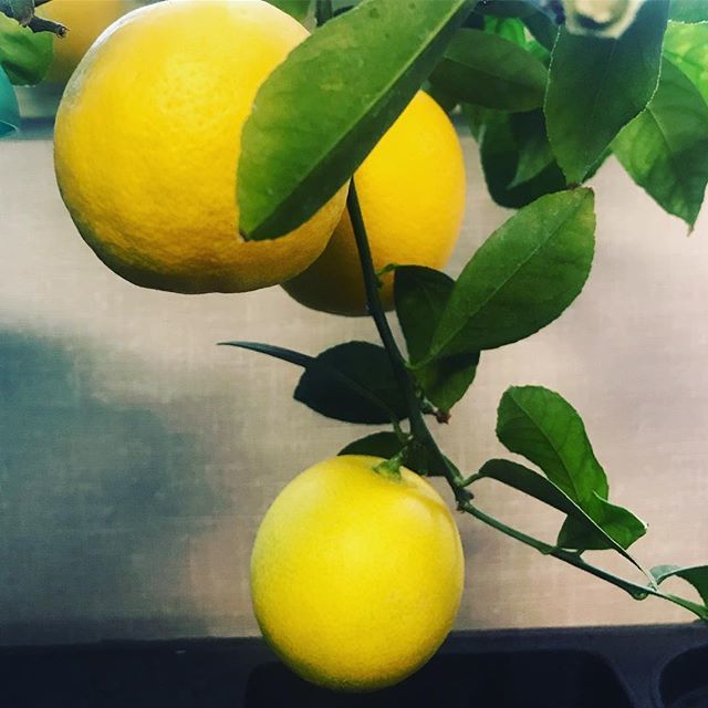 hookerbeercolt's tweet photo. Fresh lemonade 🍋 #lemontree #freshsqueezedlemon #officeplant #lylalimon https://t.co/HWy3xVrKc3 https://t.co/b2nk6O4RPP