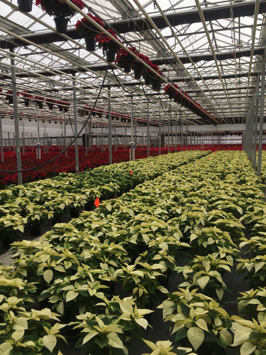 Beautiful poinsettias heading your way soon NJMetro‼️🎄⭐️<a href="/D_Liberato1/">Debbie Liberato</a> <a href="/ChristineTHD/">Christine Sweeney</a> <a href="/nyyroro/">Ro Rodriguez</a>