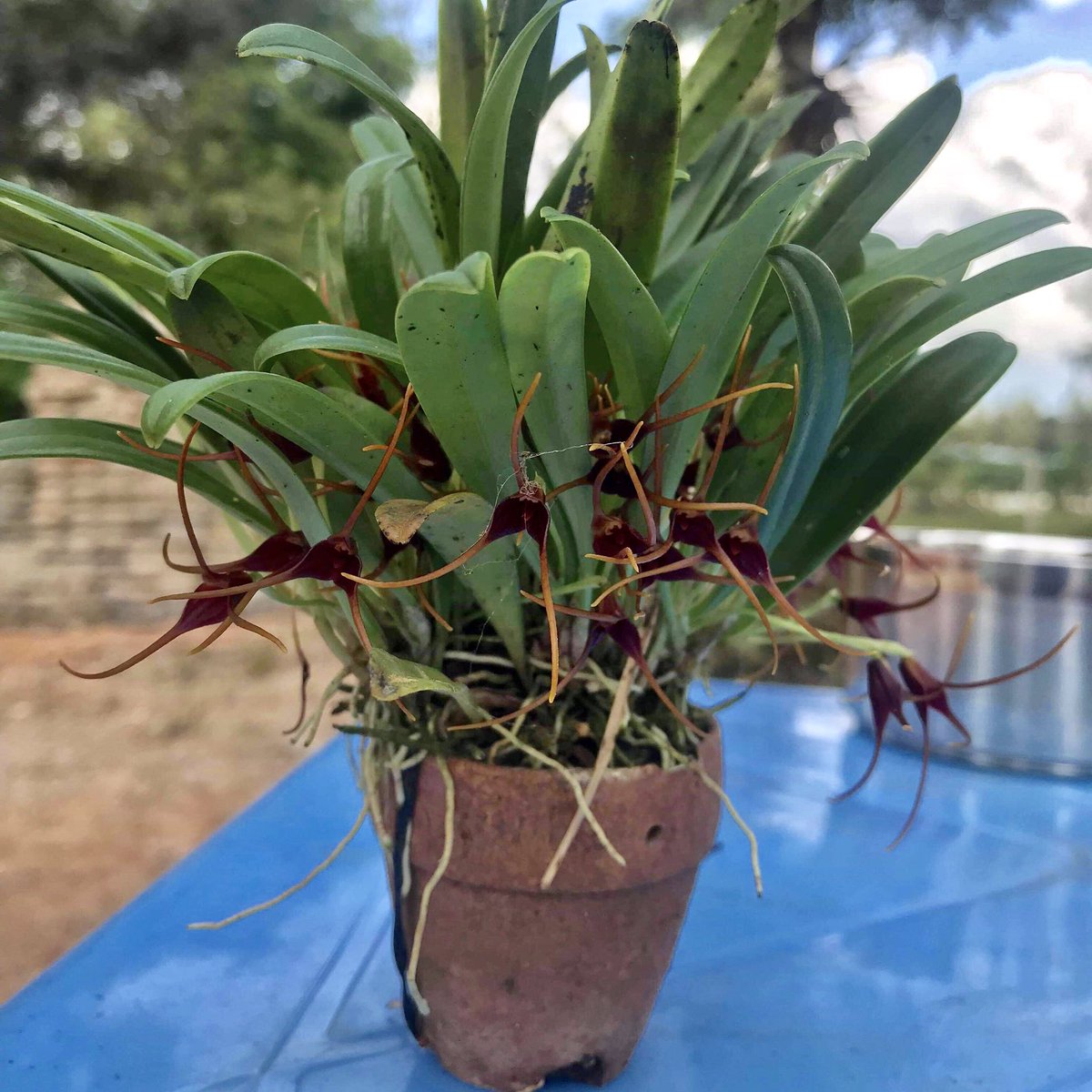 TomThant's tweet photo. My Masdevallia herradurae https://t.co/L4BcIR75Po