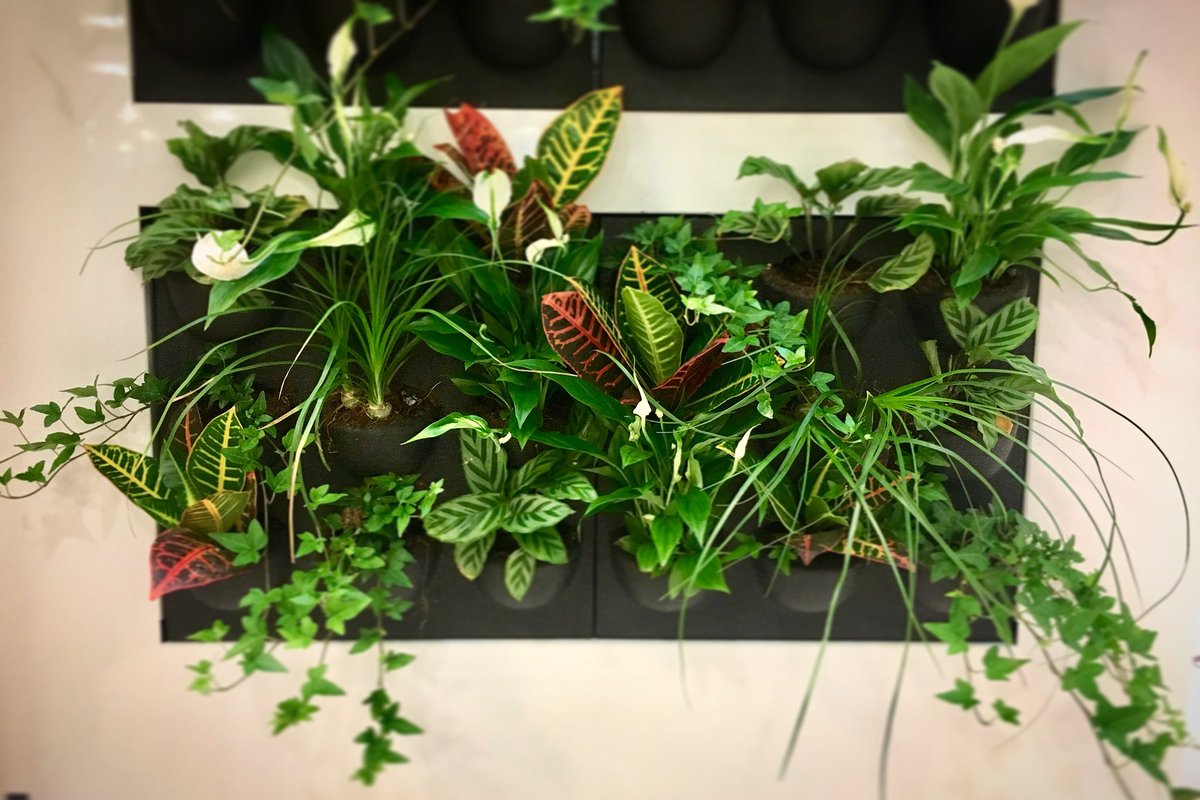 Everything’s looking so lush! 💚🌿💚 Huge thanks to @IndoorGdnDesign for supplying the greens! 👏
#BIOPHILIAHOK #Biophilia #IndoorGardenDesign #LivingWall #HOKLondonEvents #HOKLondon