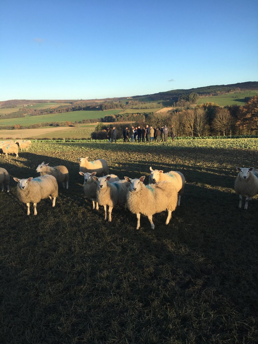 NRenison's tweet photo. @JamesADrummond in full forage flow @AHDB_BeefLamb Challenge Sheep meeting @garbeynon1 @HayleySheepKing https://t.co/C9U0pVwHjR