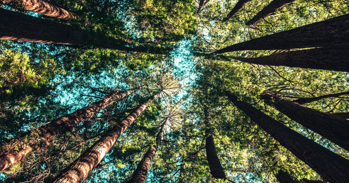 ToshibaTEC_UK's tweet image. Our #CarbonZero Scheme, developed with a carbon offsetting expert, means that we’re able to calculate and offset the total footprint of a Toshiba device. toshibatec.co.uk/sustainability…