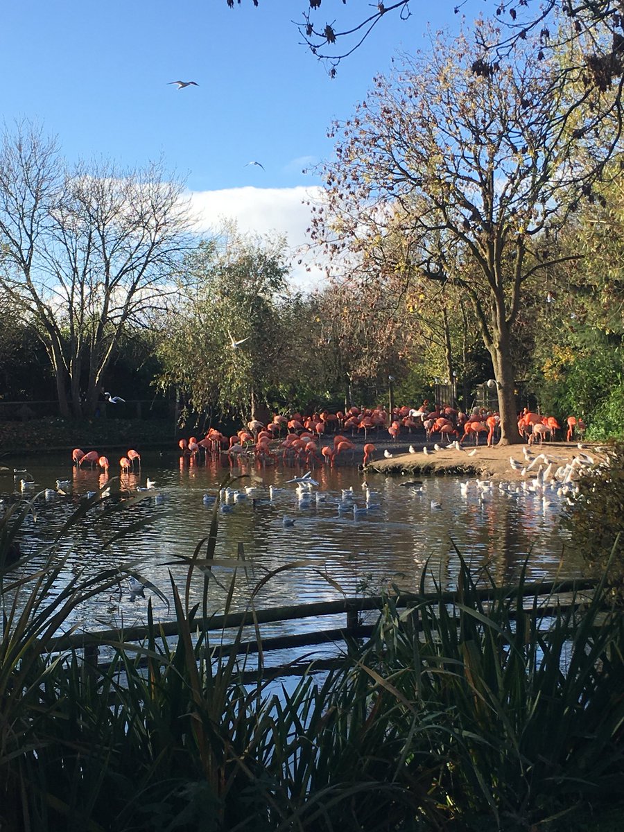 MissGrovesMLP's tweet photo. “Be a flamingo, in a bunch of pigeons” #aimhigh #alwaysstandout https://t.co/KIWZclxa7F