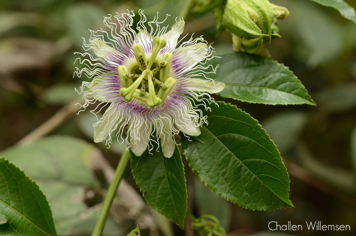 challenguate's tweet image. The passionfruit, Passiflora edulis, is one of many species of passionflower. It is originally from Brazil, Paraguay, and Argentina, but it's naturalized in many of the places where it's grown for its delicious fruit. #passionfruit #passionflower #flowers #botany #fruits #nature