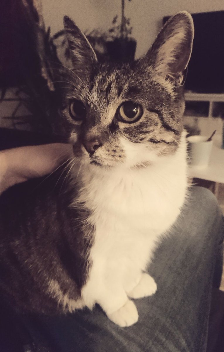 IrisFlm's tweet photo. My wonderful cat has got some Corgi DNA ♥ #catcontent #dowestilldohashtags https://t.co/MjWYZSL2xO