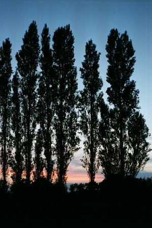 Sunset is a good time to look at trees. Savour the experience. Look at savouring here: www2.mmu.ac.uk/counselling/se…