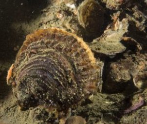 La ostra europea regresa al Mar del Norte gracias a una siembra de 7000 kilos goo.gl/r8CgMz  #OstreaEdulis
#repoblación #acuicultura