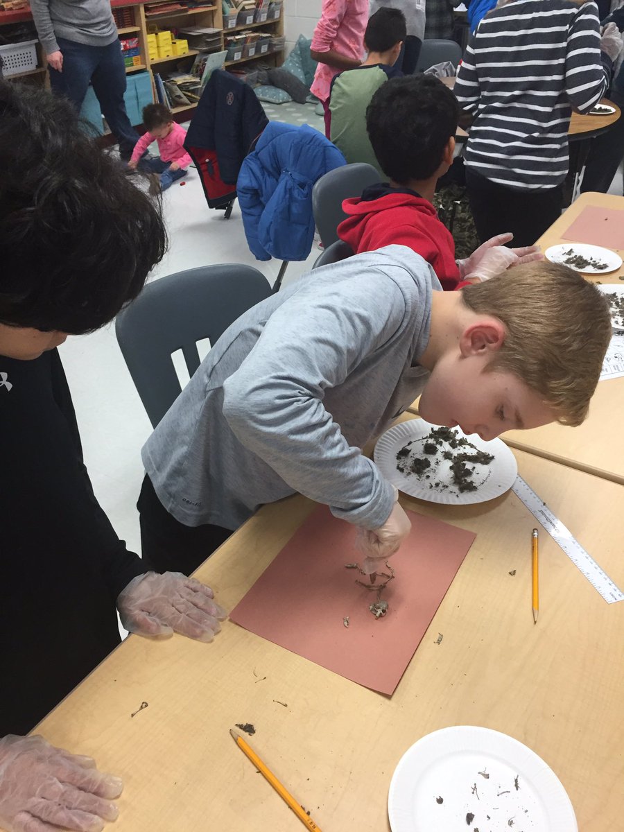 BrownSTEMteach's tweet photo. Dissecting owl pellets for American Education Week!  @MadisonsTrust16 #mtesyr3 https://t.co/QxJfdVcldh