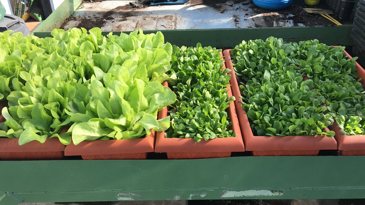 Inferco's tweet image. ¡Cómo nos gusta ver resultados! 👏😁
Como ya sabéis, probamos nuestros productos para dar la mejor calidad, y no podemos estar más contentos con los resultados de nuestro HUERTO URBANO! Estos canónigos están listos para ponerlos en nuestra ensalada y disfrutar de su sabor. 🥗