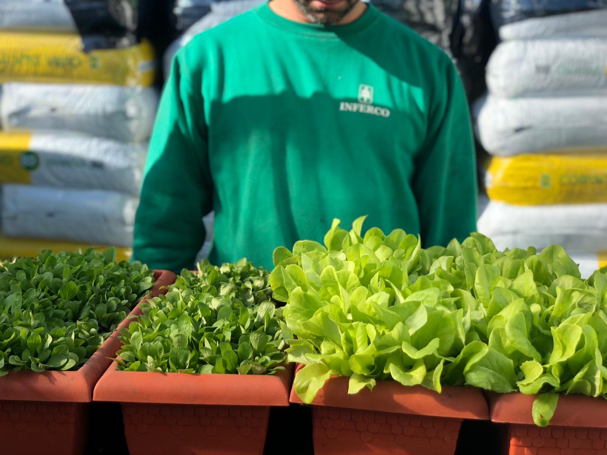 Inferco's tweet image. ¡Cómo nos gusta ver resultados! 👏😁
Como ya sabéis, probamos nuestros productos para dar la mejor calidad, y no podemos estar más contentos con los resultados de nuestro HUERTO URBANO! Estos canónigos están listos para ponerlos en nuestra ensalada y disfrutar de su sabor. 🥗