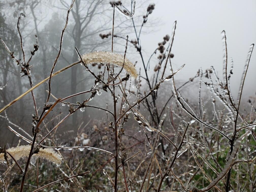 NWSStateCollege's tweet photo. Temperatures were well above freezing in most locations this morning, but colder temperatures at higher elevations resulted in some freezing drizzle. A thin layer of ice coated vegetation at Jo Hays Vista near State College. Photos from Niki, one of our student volunteers! #PAwx https://t.co/seZKbjx0Qh