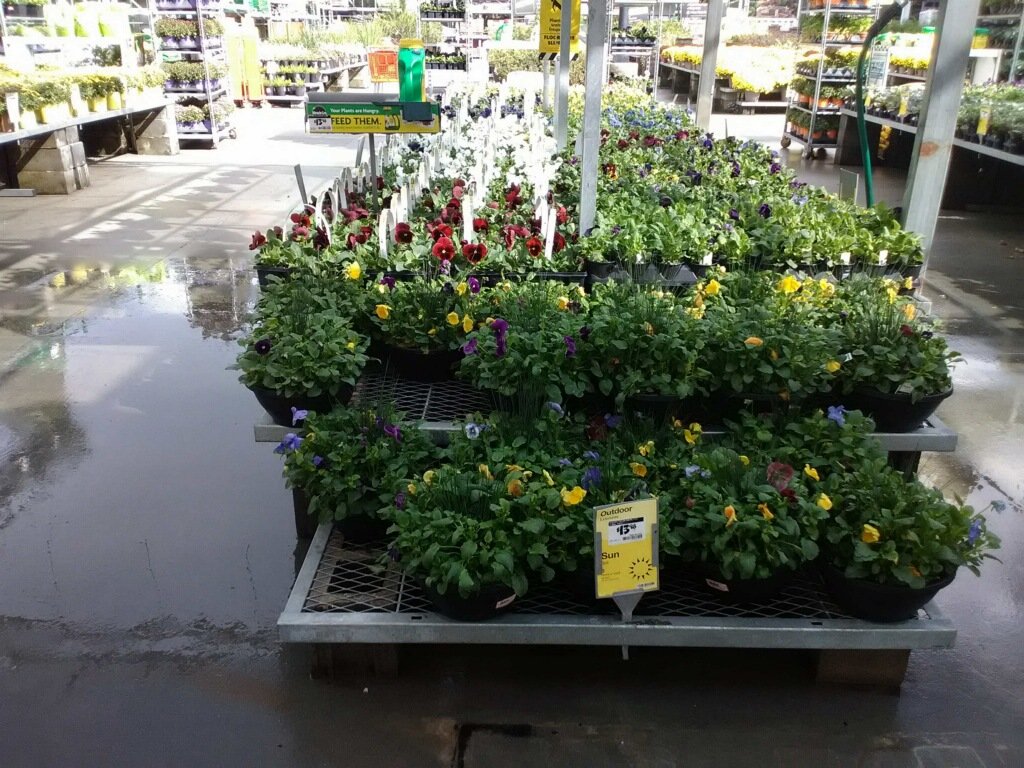 Happy Tuesday!! 1115 has All the Fall annauls you need! #homedepot #TeamPBF #hd1115 #Fall2018 #fallready @PBFmedia <a href="/bjryan3/">bj ryan</a>