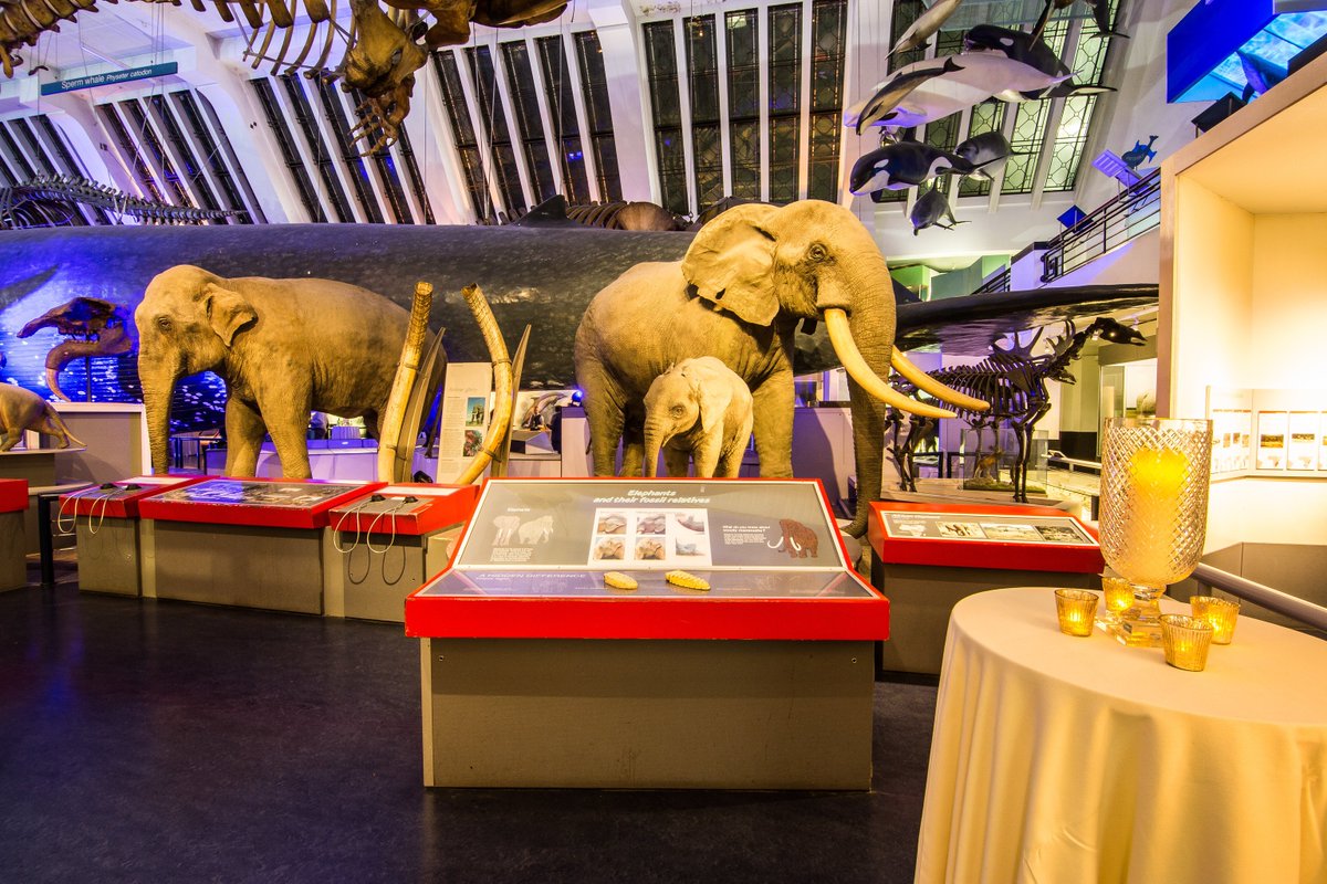 Our guests can go back to the wild and have drinks with our impressive collection of creatures in the Mammal Hall! #WhoInvitedTheBlueWhale 🐋