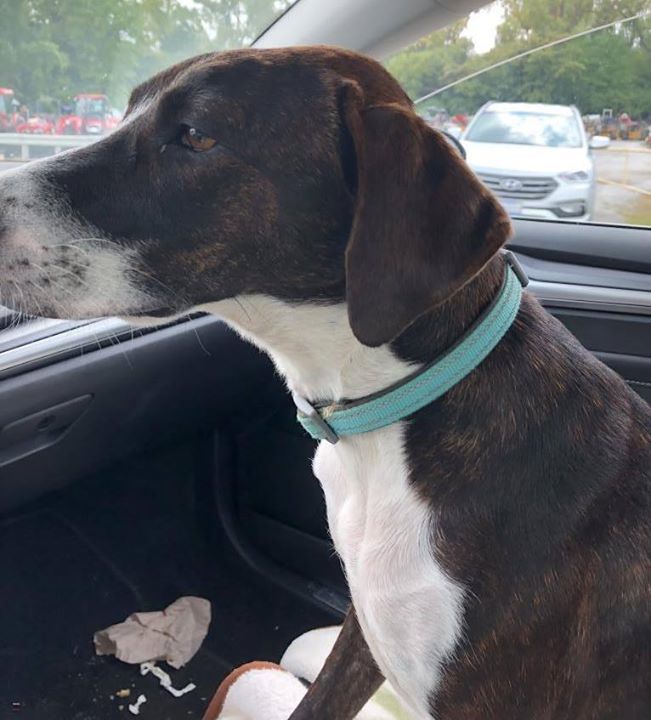 black and white mountain cur