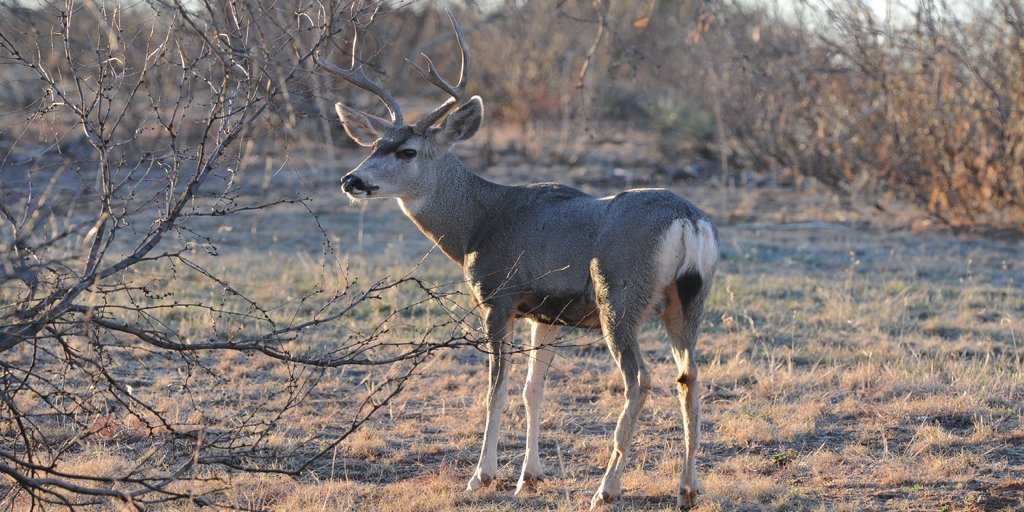 TPWDnews's tweet image. HUNTERS: New mule deer antler restrictions take effect in 6 counties in the #TexasPanhandle:  bit.ly/MuleDeerAntlers

#HuntTx #MuleDeer