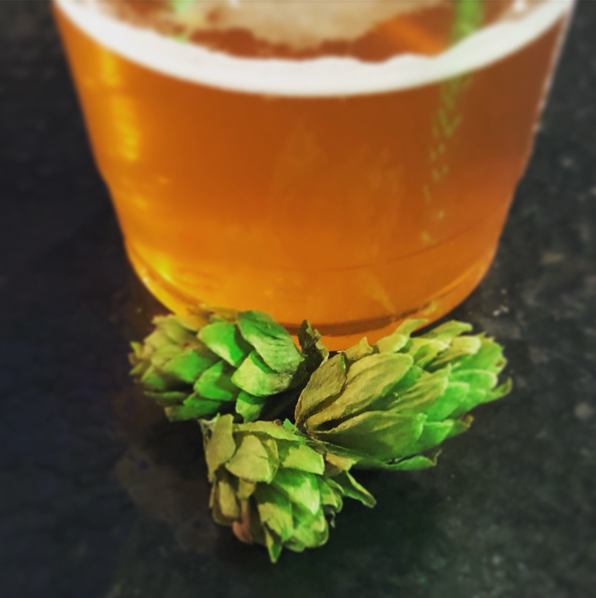 TradersBrewingCo. on Twitter "Hop of the Week Michigan Copper *chef’s