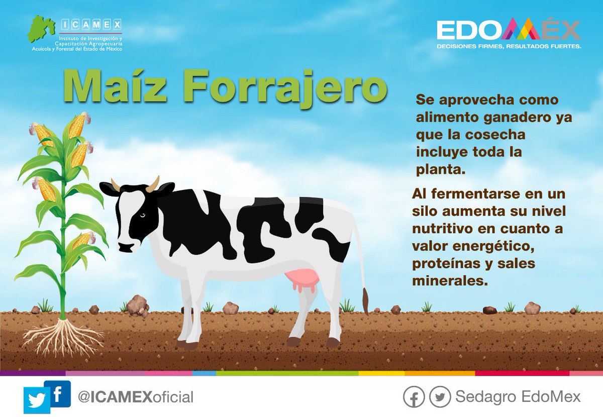 En el #ICAMEX contamos con diferentes tipos de forraje entre ellos el #maíz, que es el cultivo más importante de México, la planta es un excelente alimento ganadero en varias etapas de su crecimiento, en especial para vacas lecheras y animales de tiro.
#YoSoyICAMEX