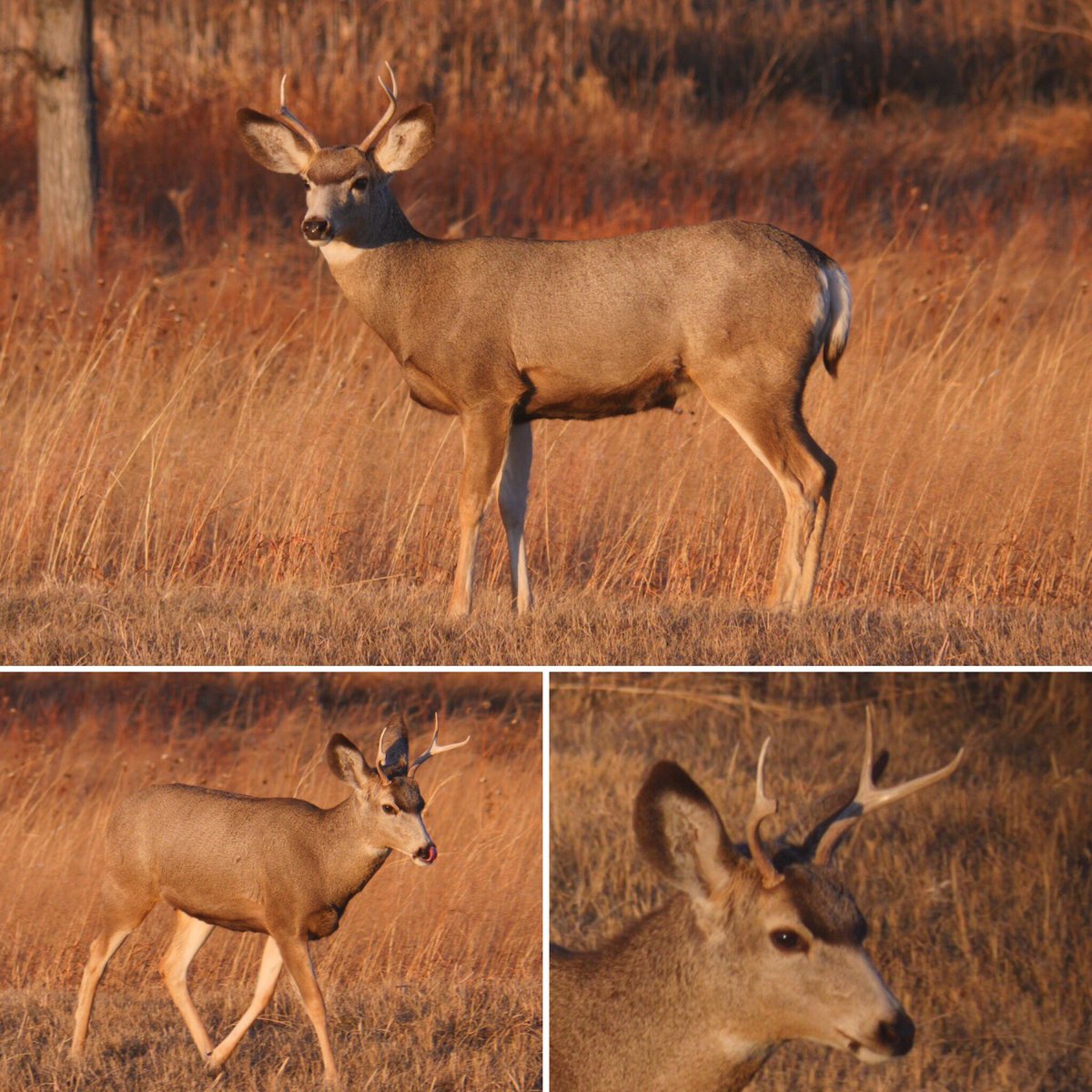 Someday, but not today. This is a beautiful Muledeer. Reaper Outdoors promotes hunting and letting things walk. Photos by Bobby Dove.