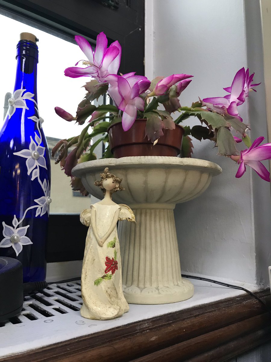 naduah1991's tweet photo. My Christmas Cactus is starting to bloom. It was once a real Charlie Brown of a plant but it sure is nice now. #workplants https://t.co/OY7uuOZMiK