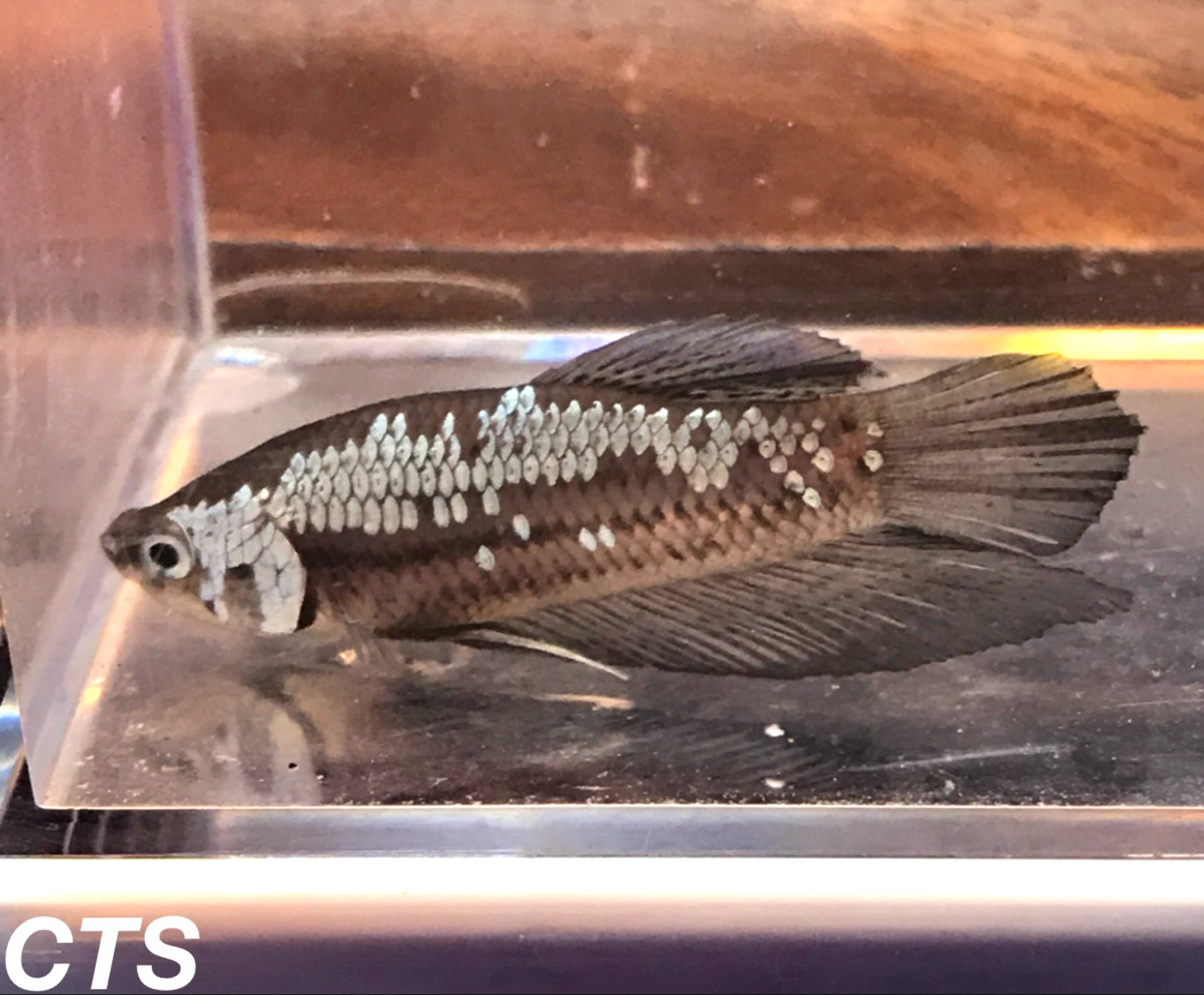 公式 Create The Sea クリエイトザシー ハーフムーン Black Samurai 入荷致しました 綺麗な ベタも仕入れ可能です Betta ベタ 熱帯魚 ネイチャーアクアリウム Natureaquarium Aquarium ベタ通販 ショーベタ ハーフムーン ブラックサムライ
