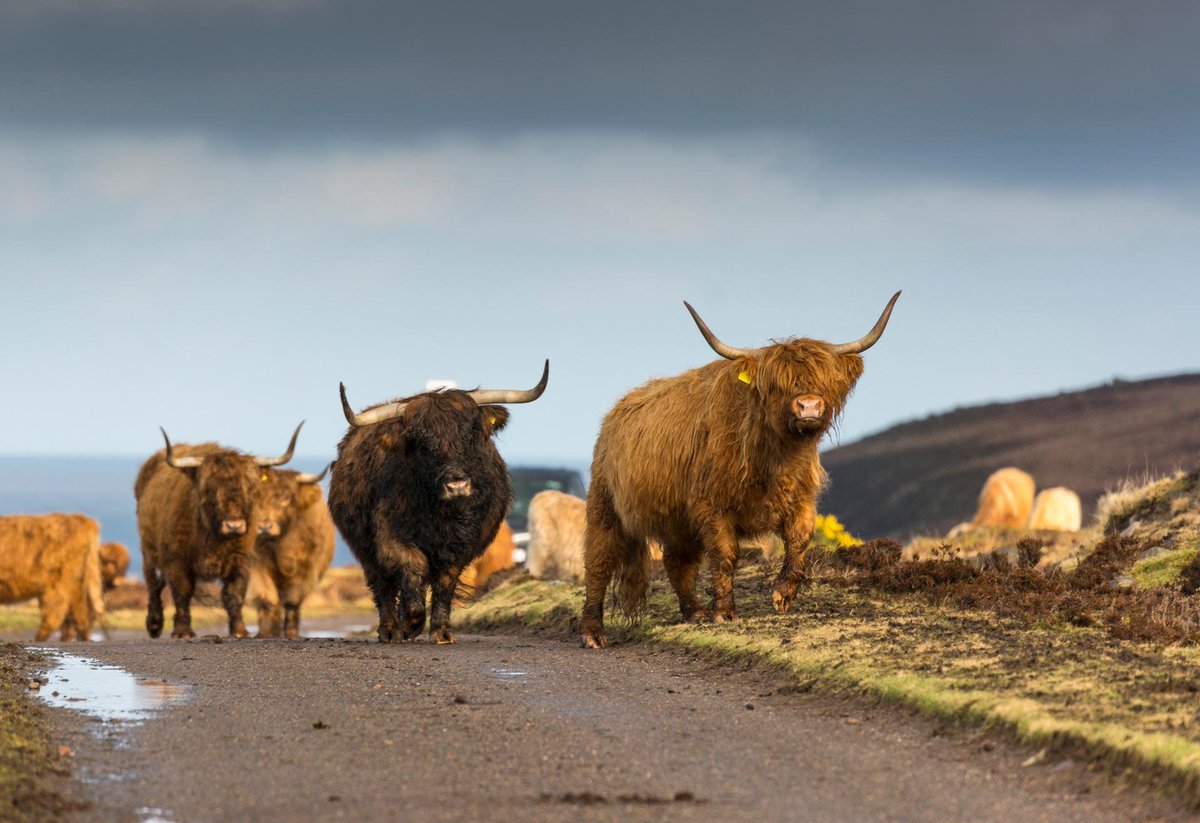 VisitScotland's tweet photo. "Here they come just a walkin' down the street, singing  moo wah diddy diddy dam diddy moo"🎶 Happy #Coosday folks! 📍between Applecross &amp; Shieldaig, #Highlands https://t.co/KeHvg96L3D