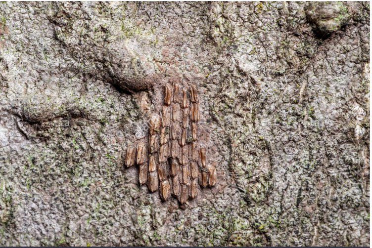 SLFPrevention's tweet photo. @czekner Our class worked on your answer today! We found a picture of eggs that may help you (attached). If they happen to have laid eggs on your tree, check out our latest post on how to get rid of them! Thank you for asking us. We had fun answering. 
https://t.co/NuWGI5r4Xx https://t.co/2aCiAeNnxh