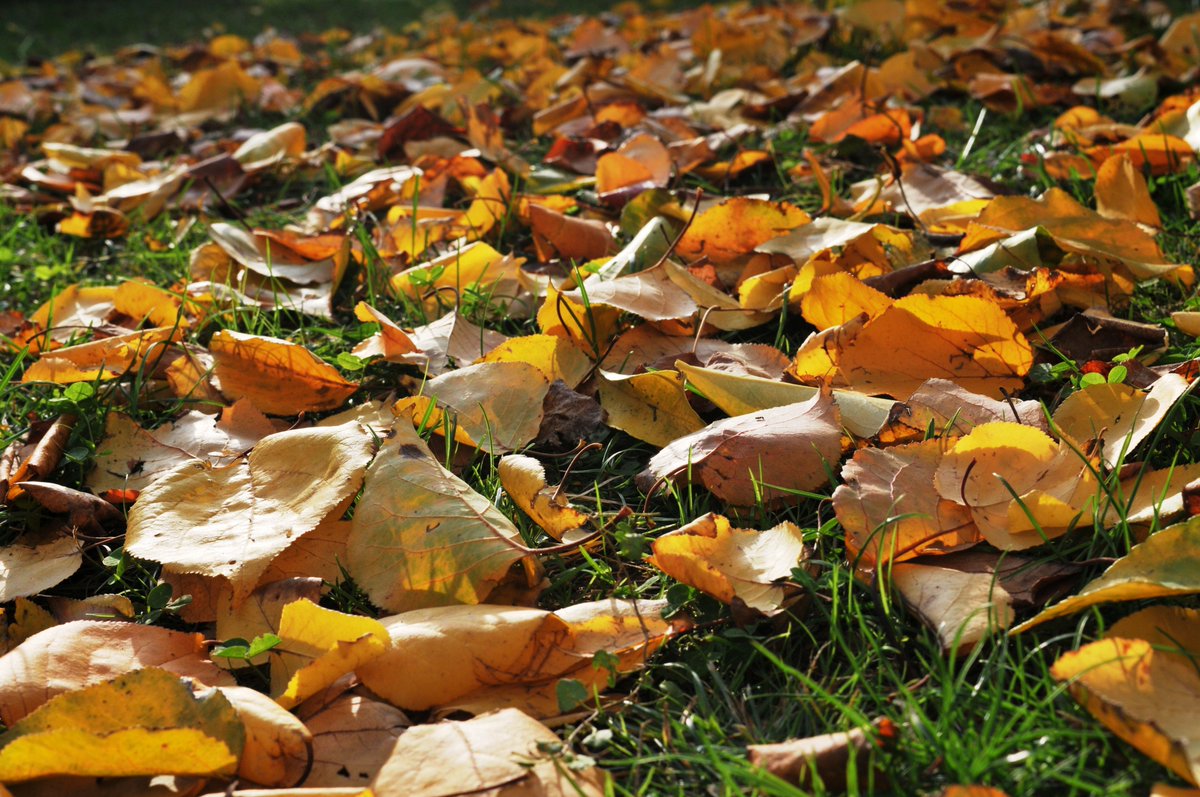 narciso_52's tweet photo. #coloridautunno #photoloner https://t.co/W1cIj0ehIM