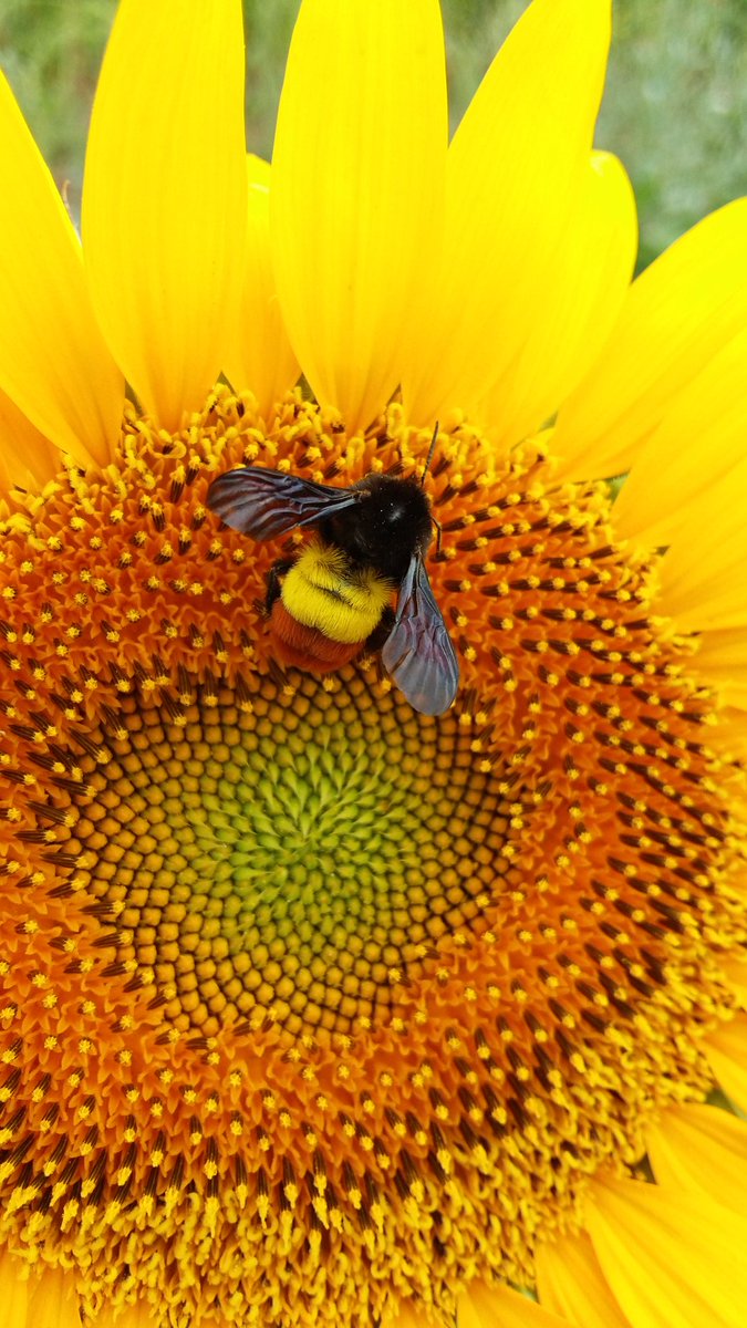 Shifa Ullah tweet media