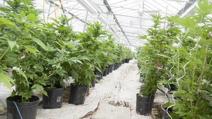Fort Erie weed company purchased for $40 million bit.ly/2DAOLKP https://t.co/gku2cEmyyE